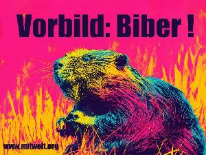 Regenrückhaltung: im Trockensommer vom Biber lernen ...